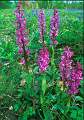14,Early Purple Orchid  (18)
